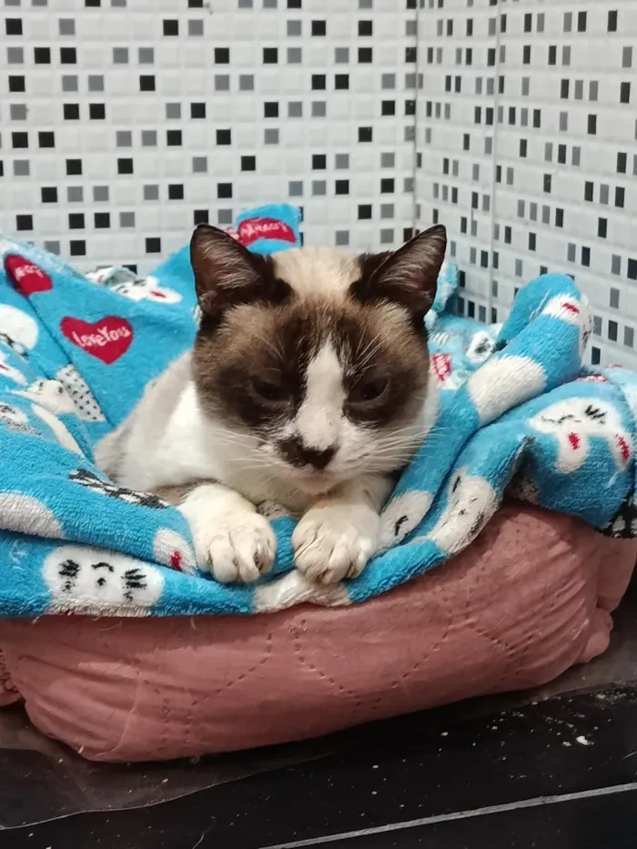 Gato raça Siamês idade 6 ou mais anos nome Brigitte 