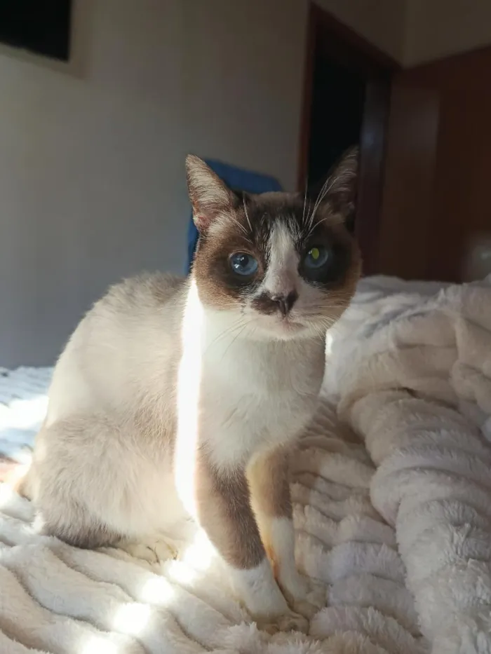 Gato raça Siamês idade 6 ou mais anos nome Brigitte 