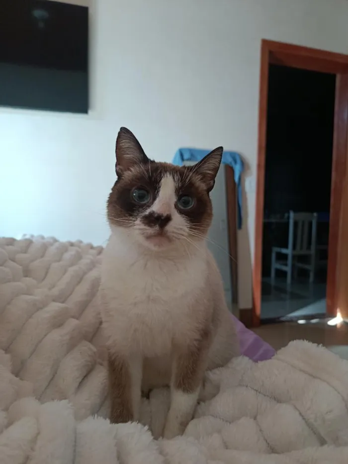 Gato raça Siamês idade 6 ou mais anos nome Brigitte 