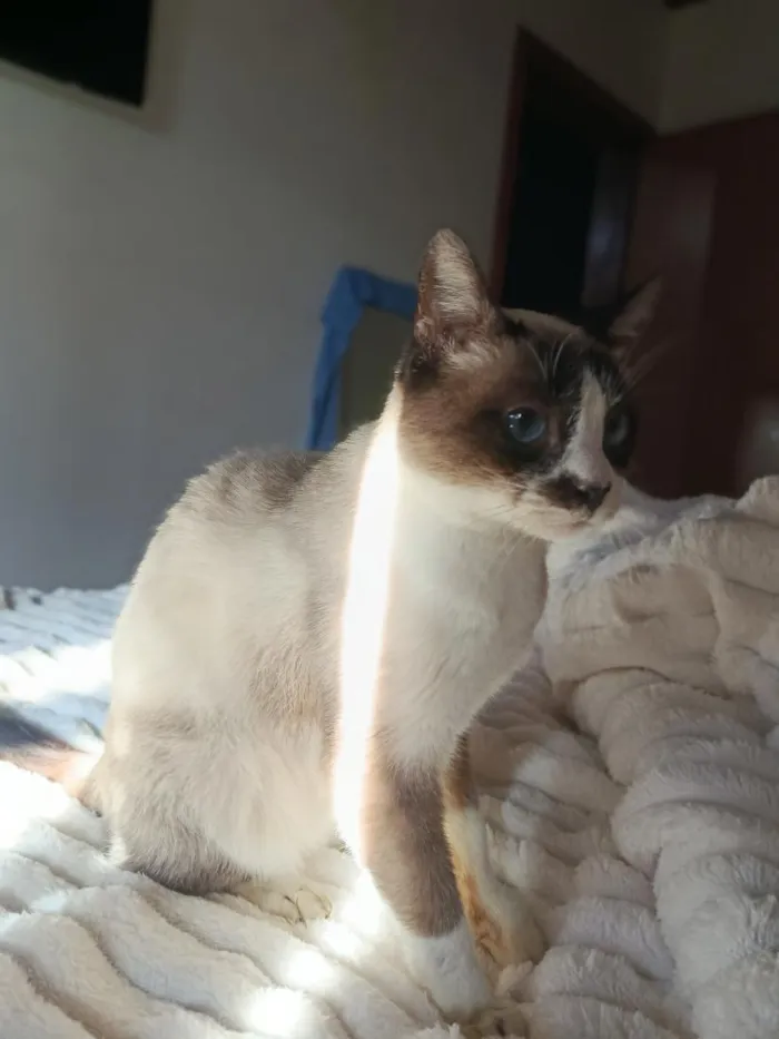 Gato raça Siamês idade 6 ou mais anos nome Brigitte 