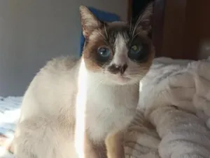 Gato raça Siamês idade 6 ou mais anos nome Brigitte 