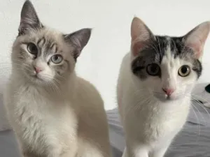 Gato raça SRD-ViraLata idade 2 a 6 meses nome Violetta