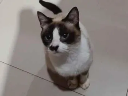 Gato raça Siamês idade 6 ou mais anos nome Brigitte 