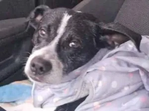 Cachorro raça SRD-ViraLata idade 4 anos nome FLOCOS