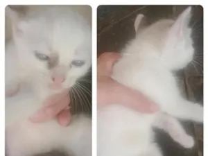Gato raça SRD-ViraLata idade Abaixo de 2 meses nome eris