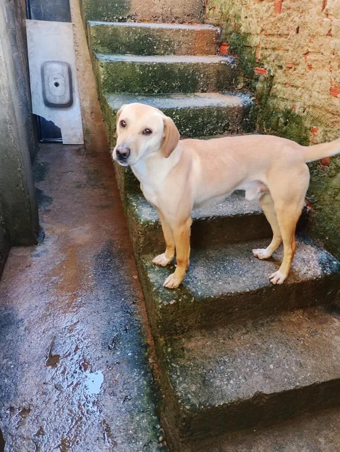 Cachorro raça SRD-ViraLata idade 3 anos nome butley