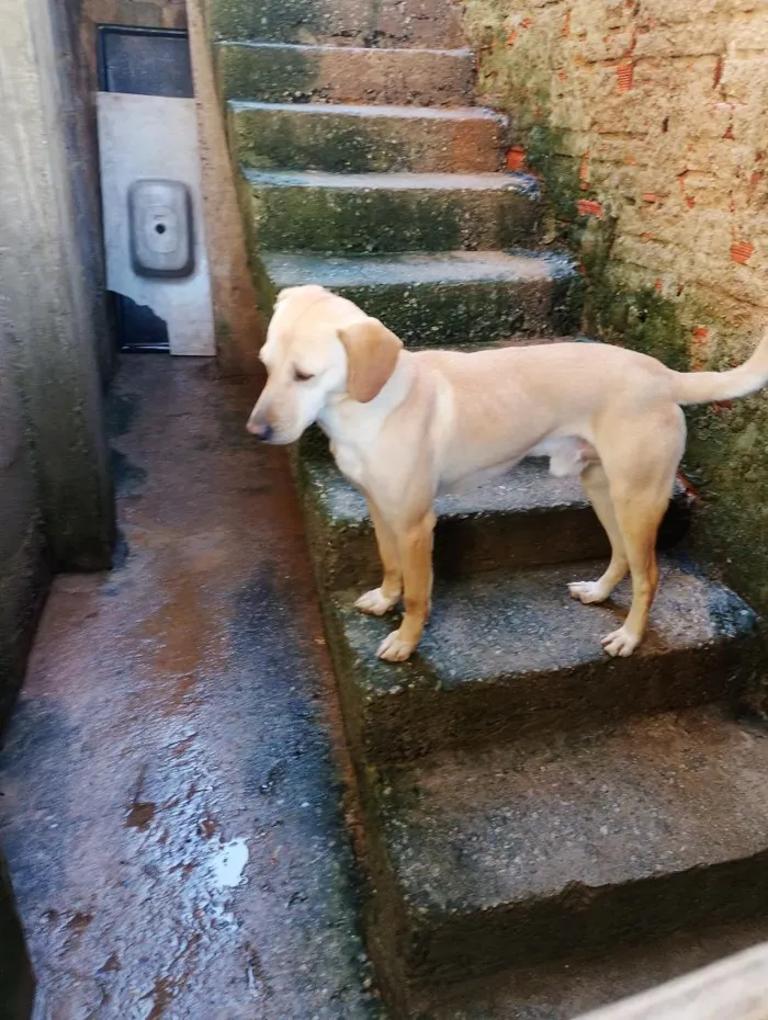 Cachorro raça SRD-ViraLata idade 3 anos nome butley