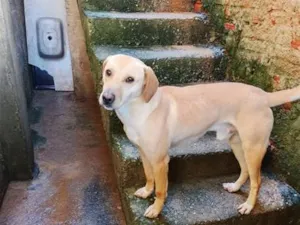 Cachorro raça SRD-ViraLata idade 3 anos nome butley