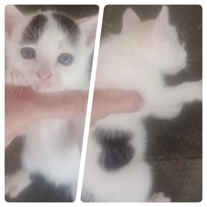 Gato raça SRD-ViraLata idade 2 a 6 meses nome Mordred