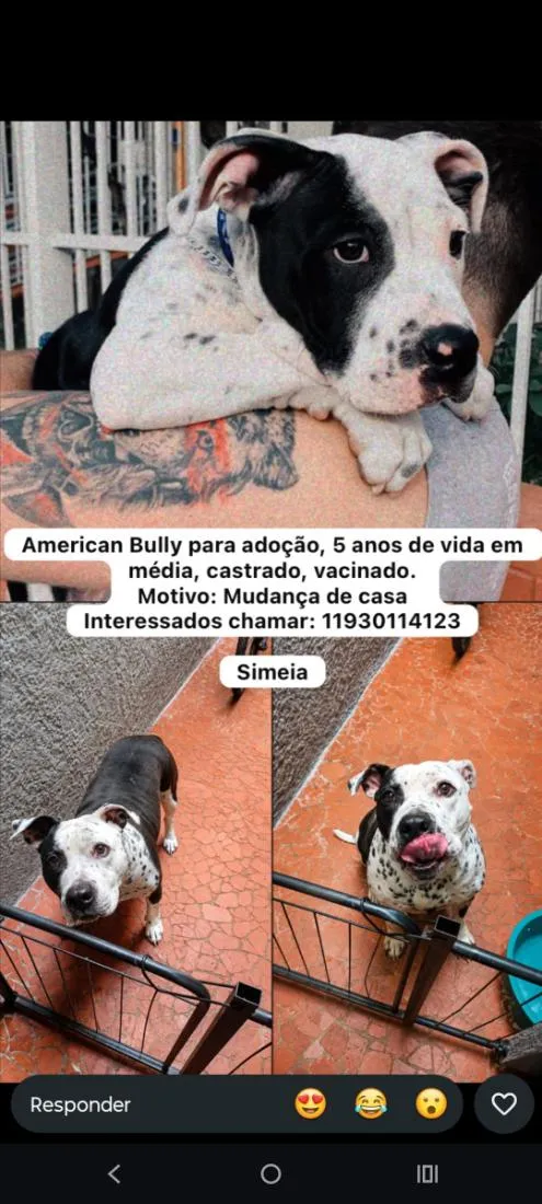 Cachorro raça Pit-Bull idade 5 anos nome Balboa