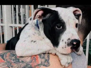 Cachorro raça Pit-Bull idade 5 anos nome Balboa