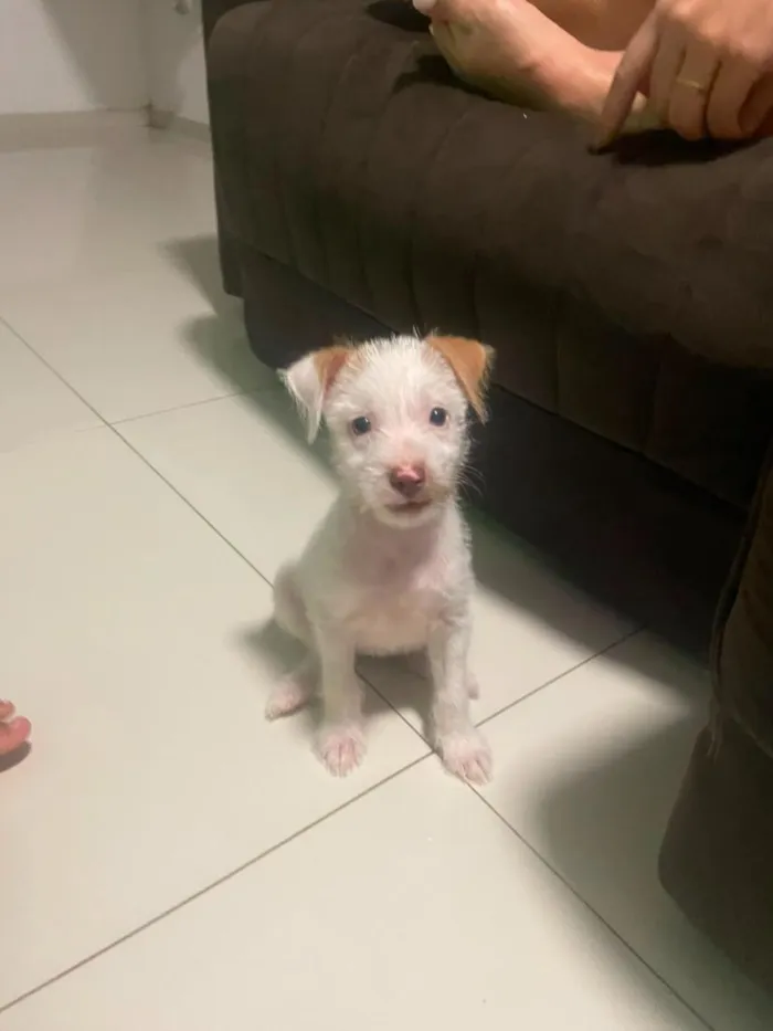Cachorro raça SRD-ViraLata idade 2 a 6 meses nome kiara 