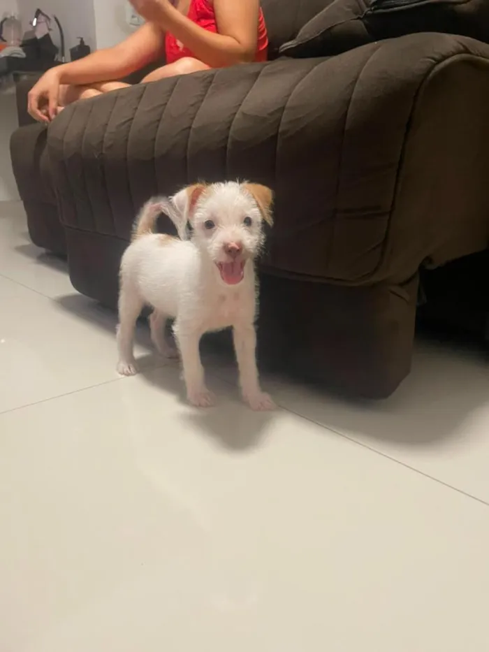 Cachorro raça SRD-ViraLata idade 2 a 6 meses nome kiara 