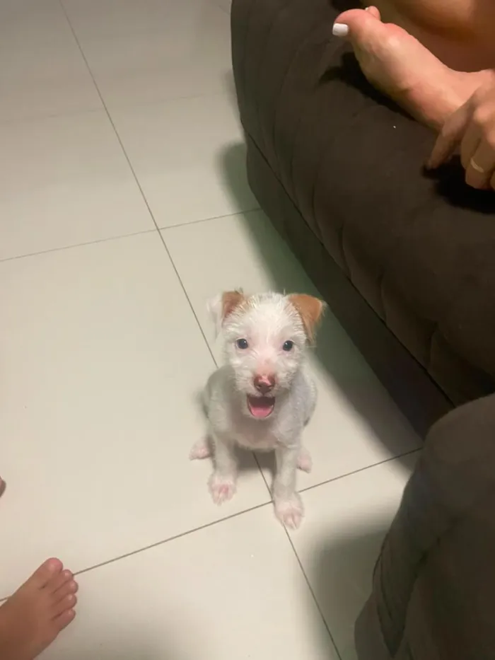 Cachorro raça SRD-ViraLata idade 2 a 6 meses nome kiara 