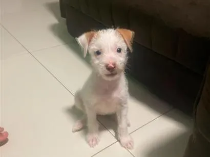 Cachorro raça SRD-ViraLata idade 2 a 6 meses nome kiara 