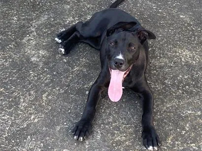 Cachorro raça SRD-ViraLata idade 2 a 6 meses nome Maggie