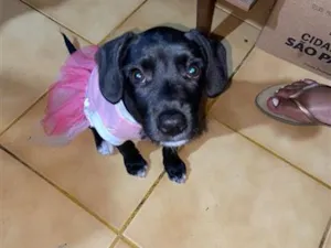 Cachorro raça SRD-ViraLata idade 7 a 11 meses nome Pandora 