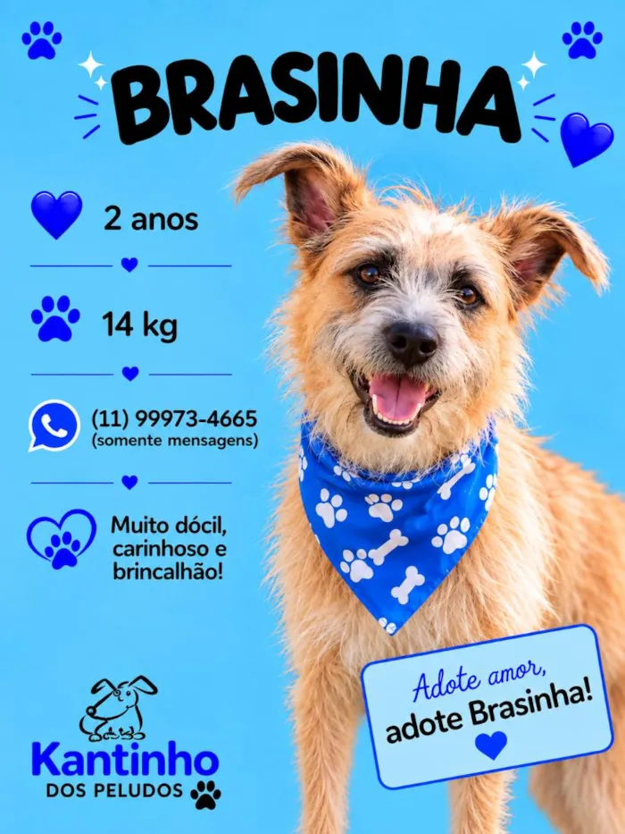 Cachorro raça SRD-ViraLata idade 2 anos nome Brasinha