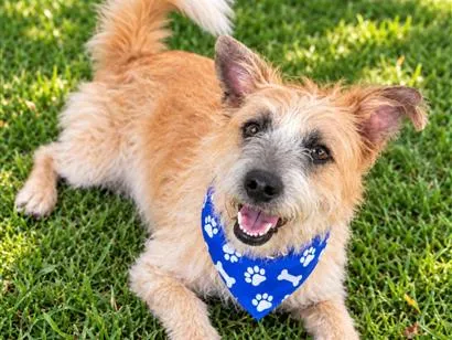 Cachorro raça SRD-ViraLata idade 2 anos nome Brasinha