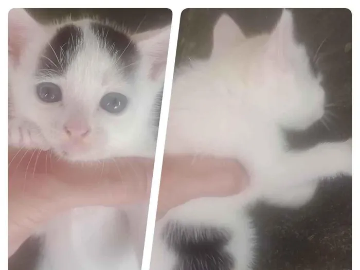 Gato raça SRD-ViraLata idade 2 a 6 meses nome Mordred