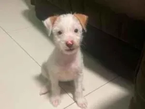 Cachorro raça SRD-ViraLata idade 2 a 6 meses nome kiara 