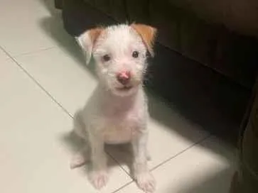 Cachorro raça SRD-ViraLata idade 2 a 6 meses nome kiara 