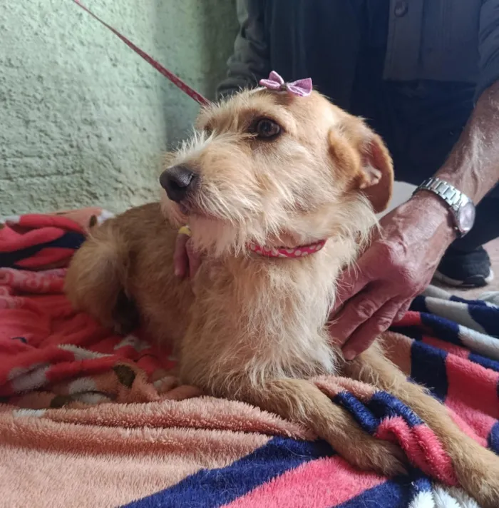 Cachorro raça SRD-ViraLata idade 7 a 11 meses nome Maju