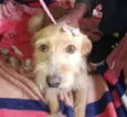 Maju