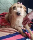 Maju