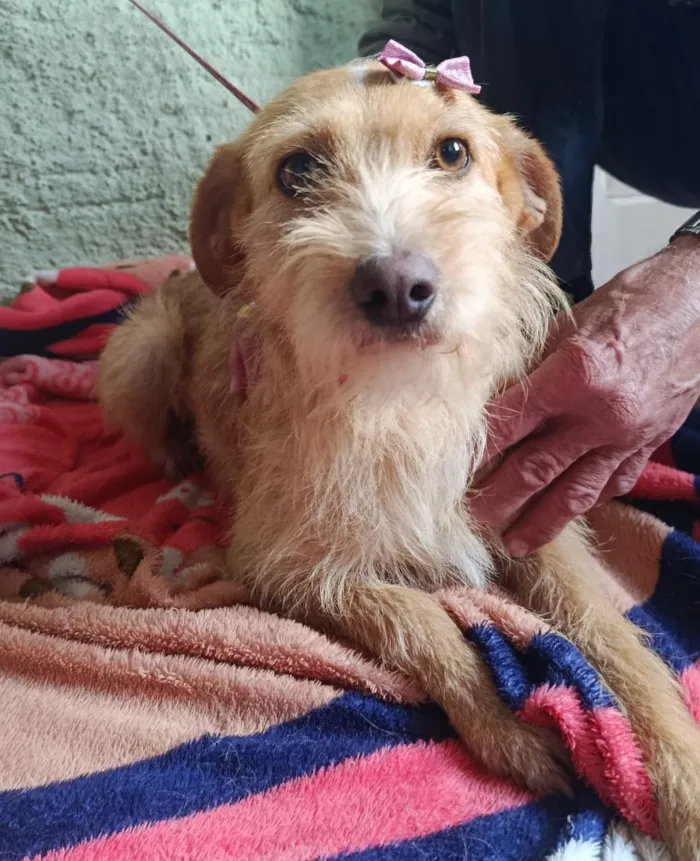 Cachorro raça SRD-ViraLata idade 7 a 11 meses nome Maju