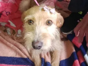 Cachorro raça SRD-ViraLata idade 7 a 11 meses nome Maju