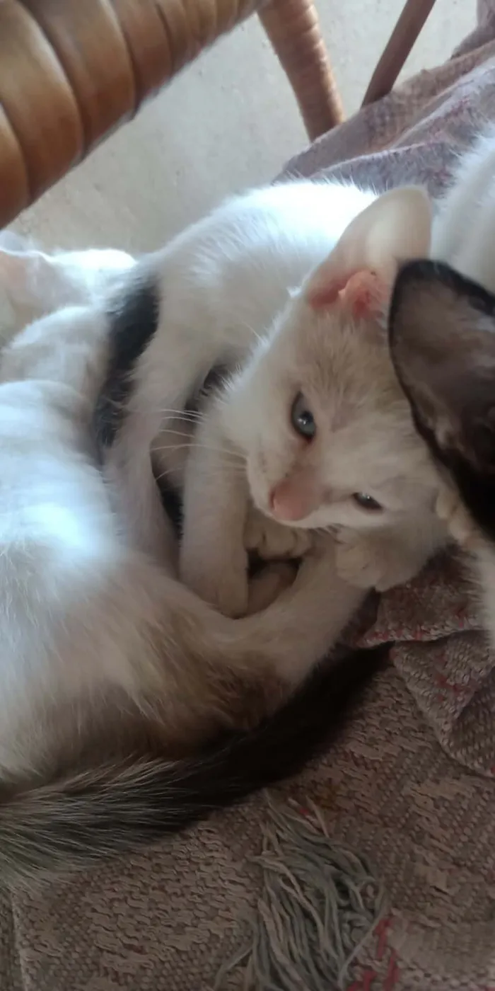 Gato raça SRD-ViraLata idade 2 a 6 meses nome arthemis