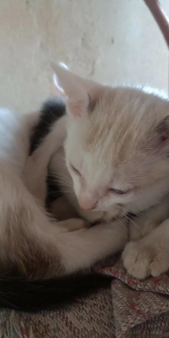 Gato raça SRD-ViraLata idade 2 a 6 meses nome arthemis