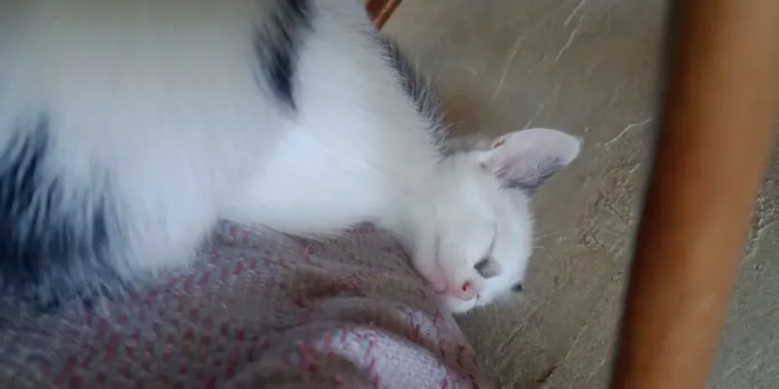 Gato raça SRD-ViraLata idade Abaixo de 2 meses nome eris