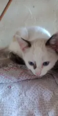 eris