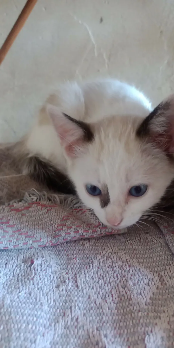 Gato raça SRD-ViraLata idade Abaixo de 2 meses nome eris