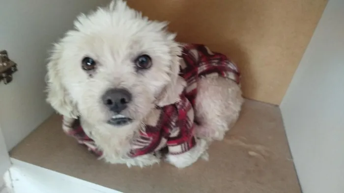 Cachorro raça SRD-ViraLata idade 4 anos nome Dimi