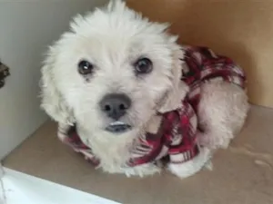 Cachorro raça SRD-ViraLata idade 4 anos nome Dimi