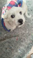 Chimia