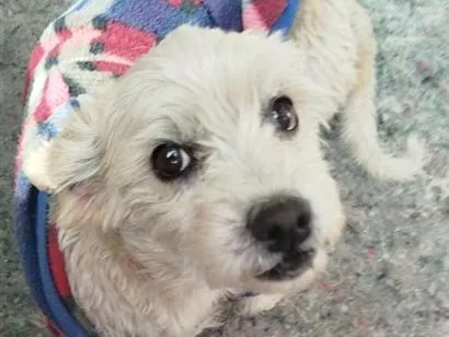 Cachorro raça SRD-ViraLata idade 4 anos nome Chimia