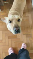 Amora
