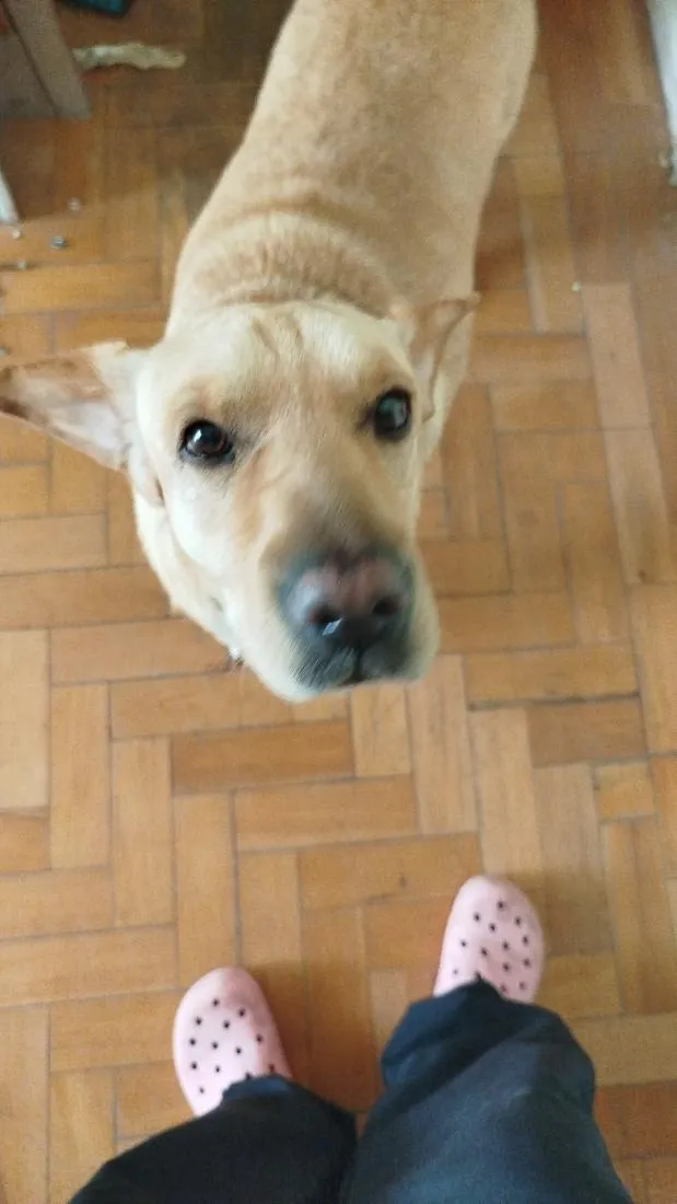 Cachorro raça SRD-ViraLata idade 6 ou mais anos nome Amora