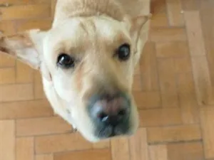 Cachorro raça SRD-ViraLata idade 6 ou mais anos nome Amora