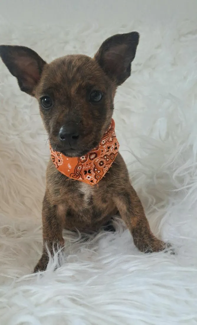 Cachorro raça SRD-ViraLata idade Abaixo de 2 meses nome Zoe