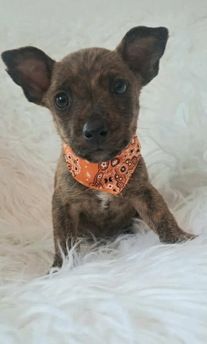 Cachorro raça SRD-ViraLata idade Abaixo de 2 meses nome Zoe