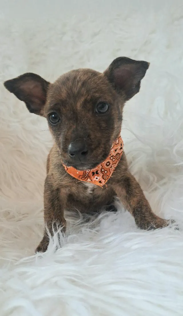 Cachorro raça SRD-ViraLata idade Abaixo de 2 meses nome Zoe
