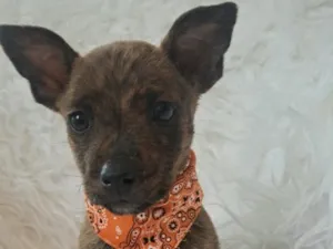 Cachorro raça SRD-ViraLata idade Abaixo de 2 meses nome Zoe