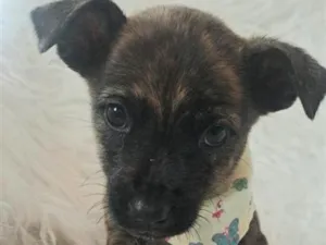 Cachorro raça SRD-ViraLata idade Abaixo de 2 meses nome Lisa