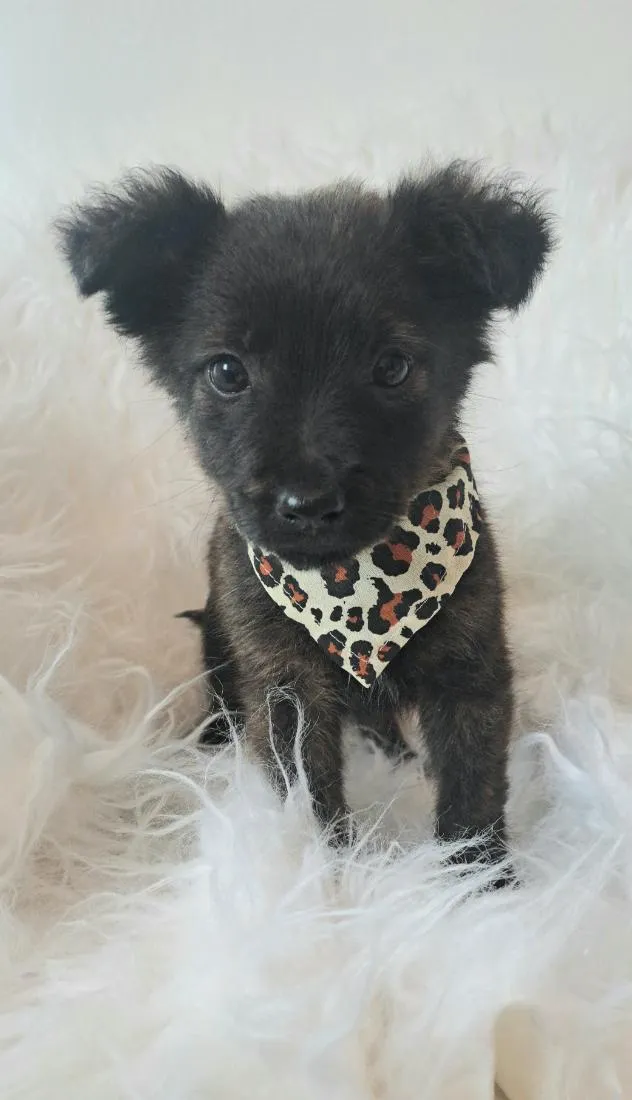 Cachorro raça SRD-ViraLata idade Abaixo de 2 meses nome Eva