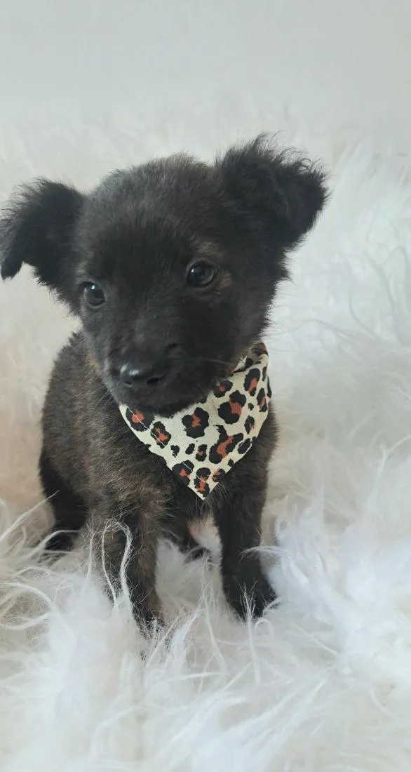 Cachorro raça SRD-ViraLata idade Abaixo de 2 meses nome Eva